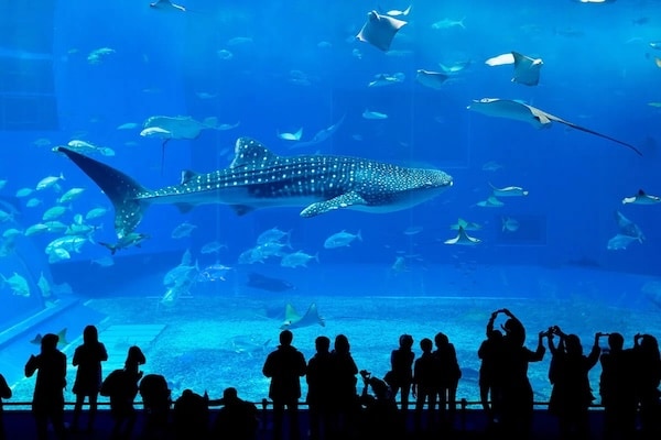 Qué hacer si llueve en Mallorca con niños: planes familiares bajo techo